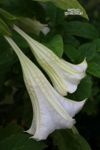 Datura - Fleur des Sorcières