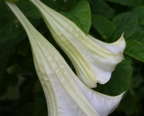 Datura - Fleur des Sorcières