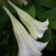 Datura - Fleur des Sorcières